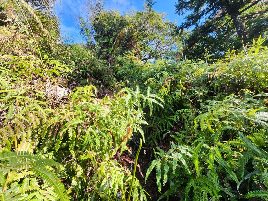 20251214石牛山柑坪山新柑坪山牛背岩_2972739