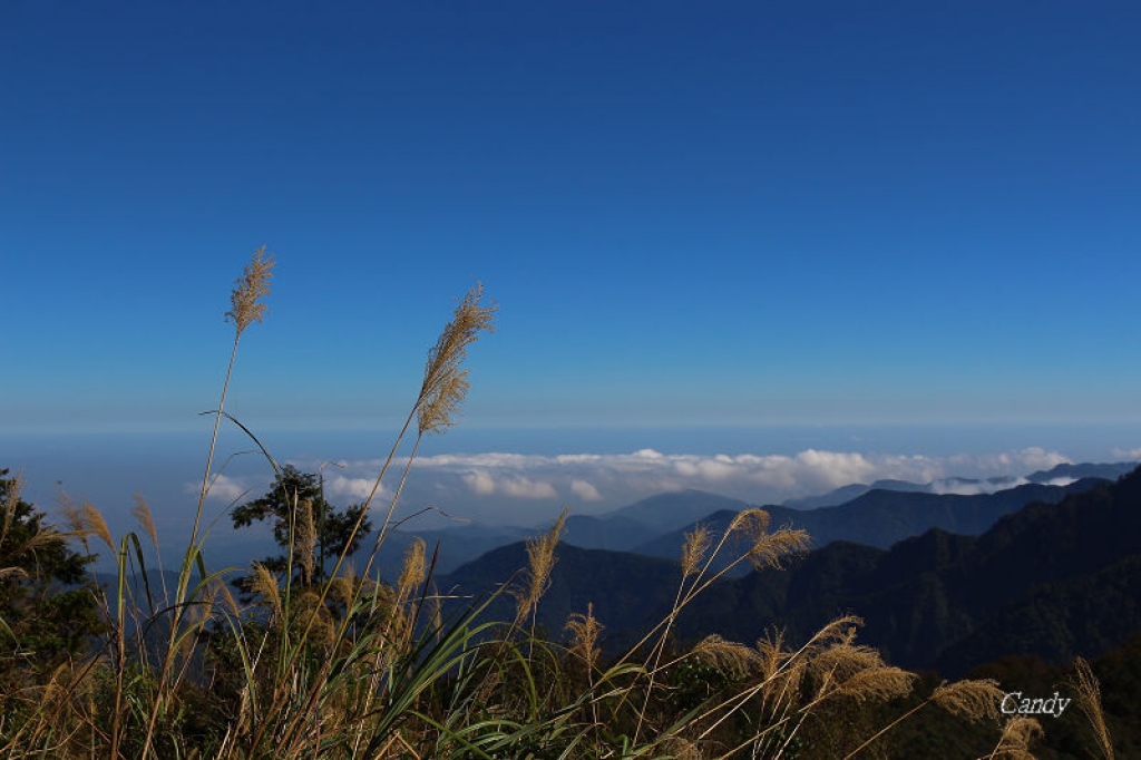 秋戀黃金森林。太平山「山毛櫸國家步道」_2303