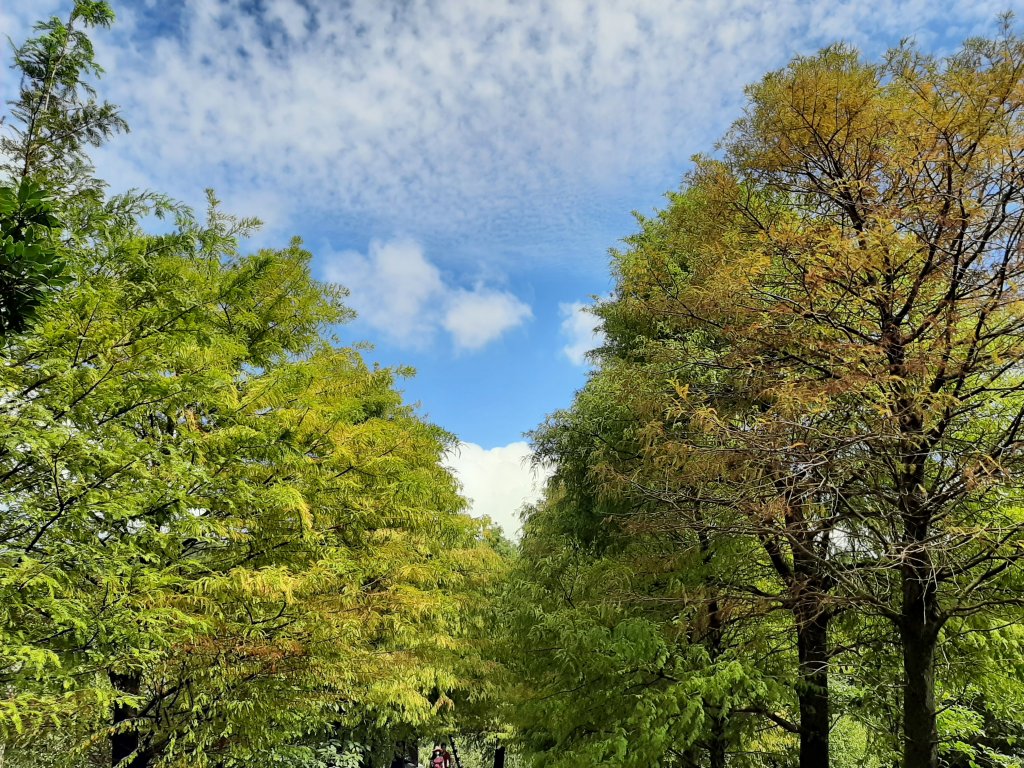 臺北大縱走3：小油坑至風櫃口_1493588