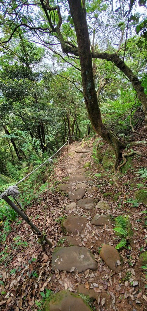 2021-05-01土城四秀縱走(三粒半至太極嶺)_1371099