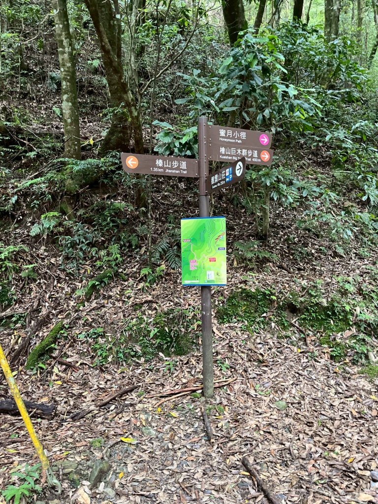 新竹 五峰 觀霧國家森林遊樂區 蜜月小徑+檜山巨木群步道_2811443