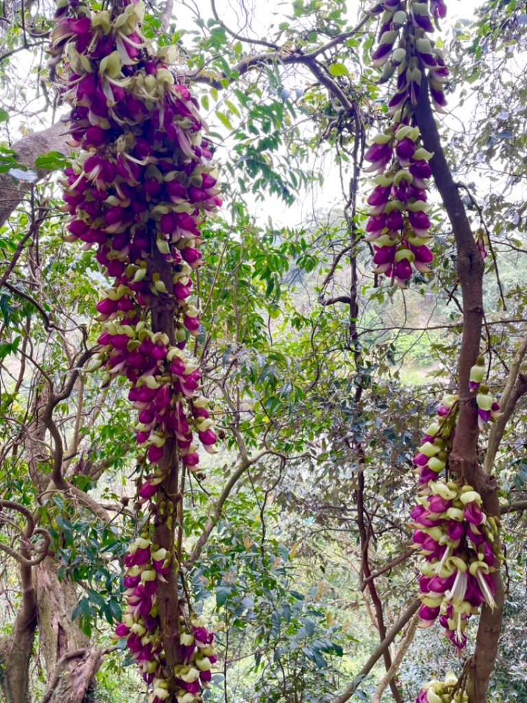 三峽橫溪三⛰️谷關 東卯山東南稜賞血藤_2747874