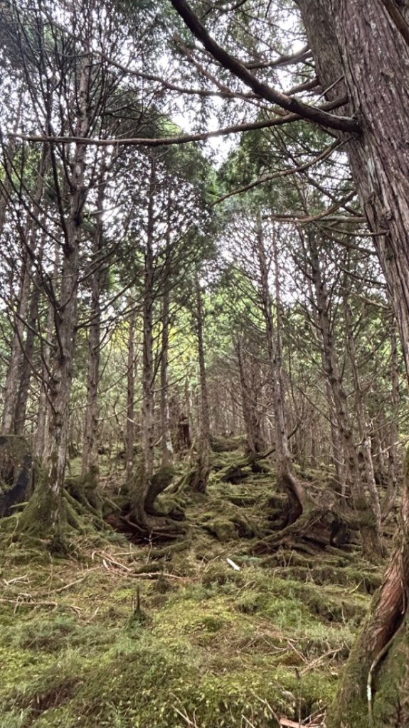 多門山山麓見晴運材軌道_2597615