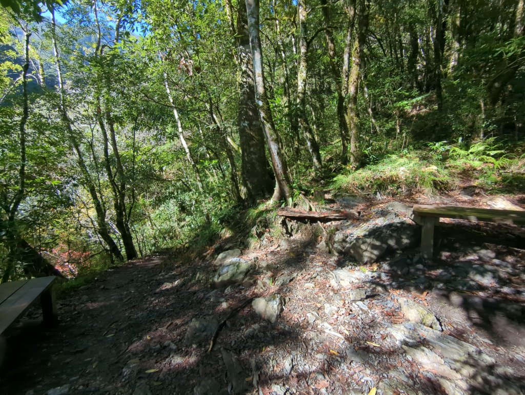 2026.01.03－鎮西堡B區神木群_2981125