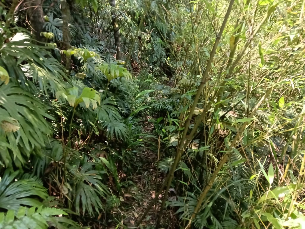 汐止區夢湖秘境桐花夢幻_2773525