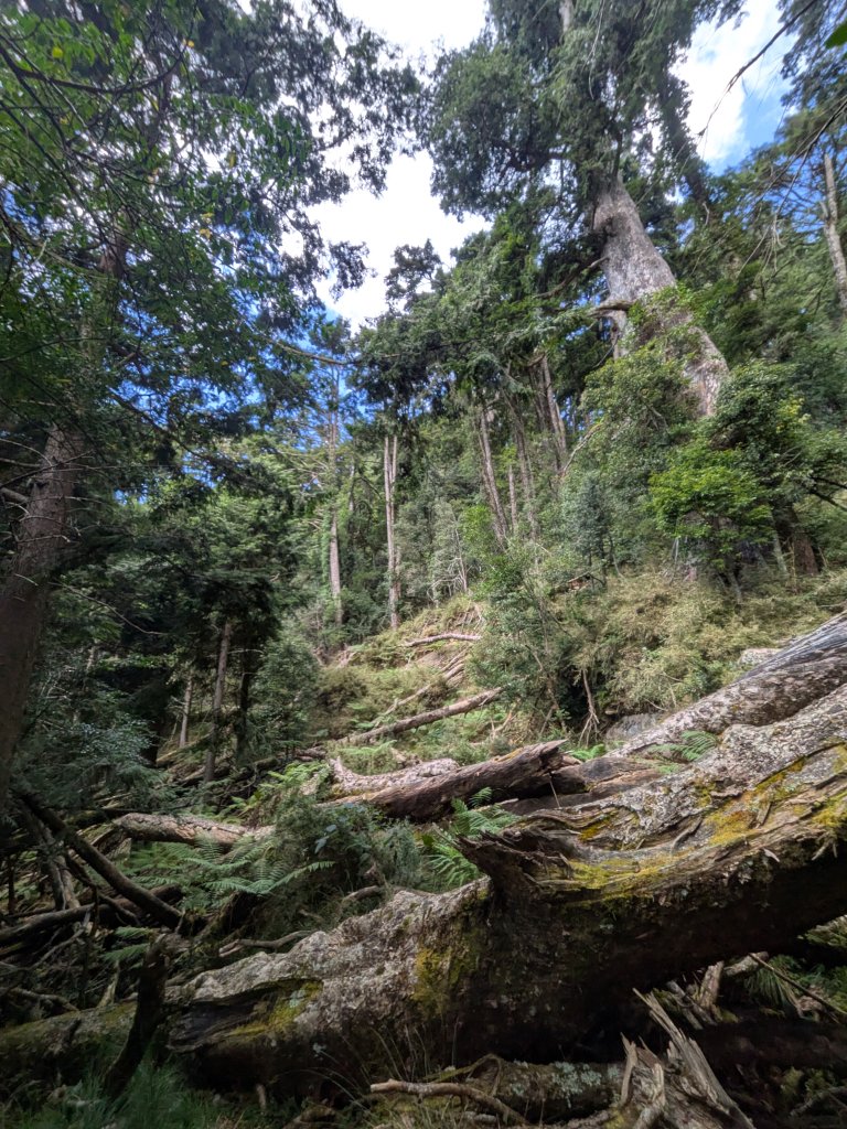結界縱走三日(結城山、境界山、檜山)_2920912