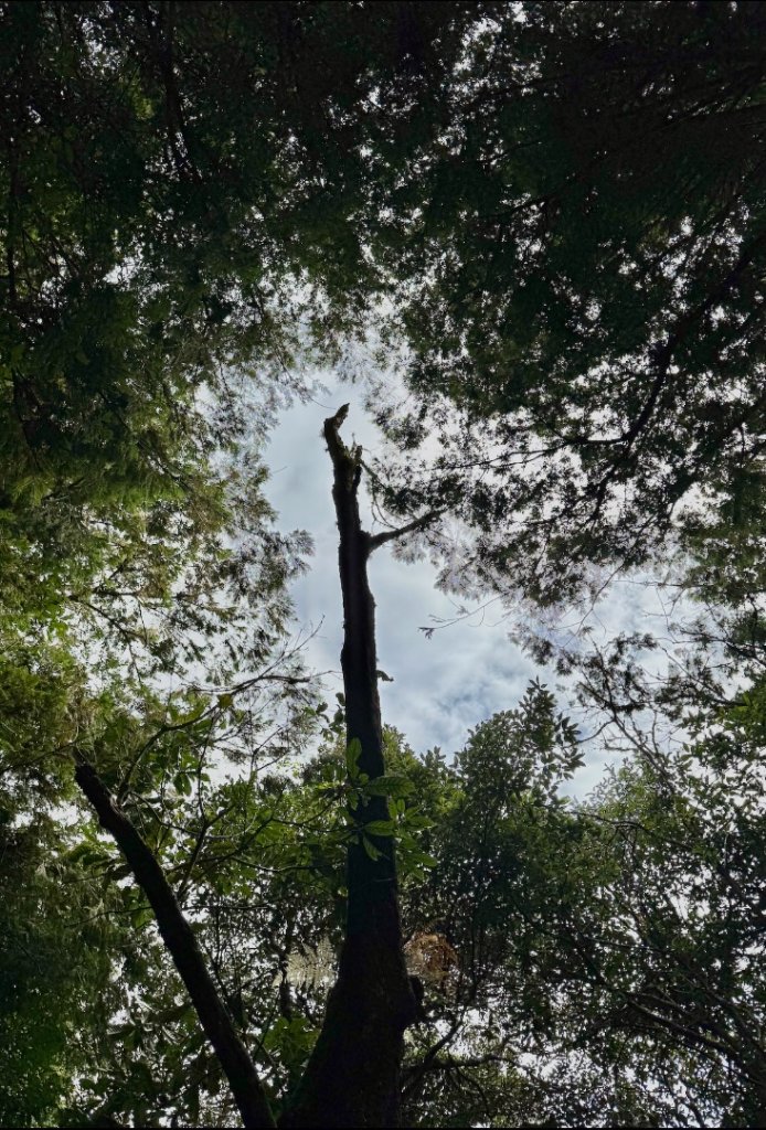 觀霧-檜山巨木群步道_2925554