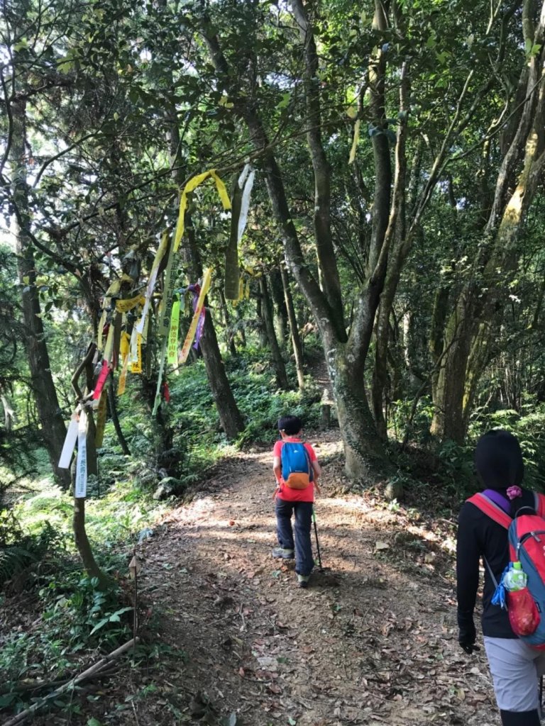 桐花盛開百花爭豔下的關刀山_574162