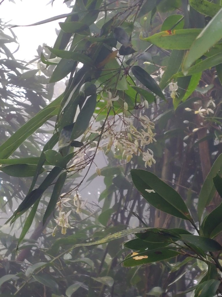 馬那邦山_2974971