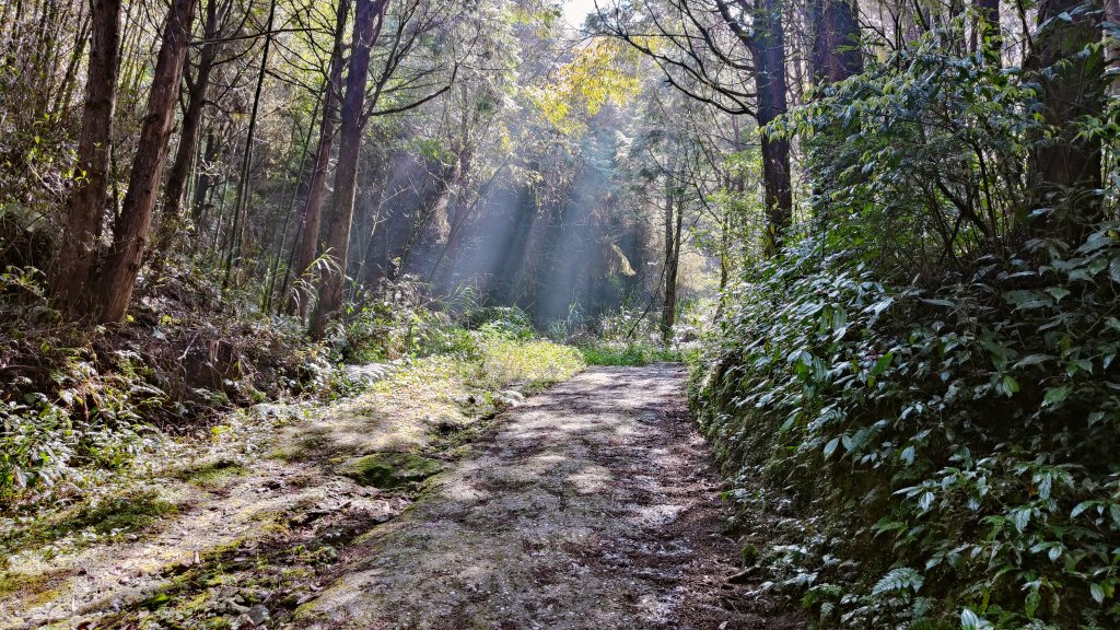 留龍頭 嶺頭山 金柑樹山 忘憂森林 我想抓住您的美封面圖