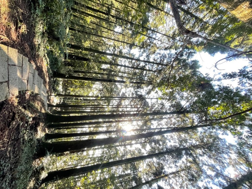 東眼山 自導式步道 三角點_2975871