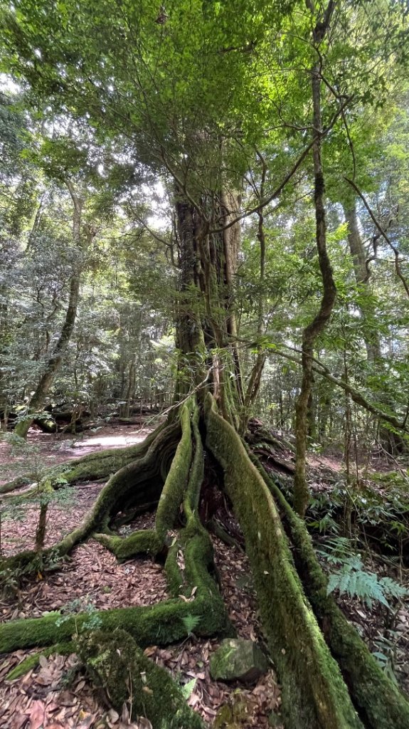 雪見大板根_2877619