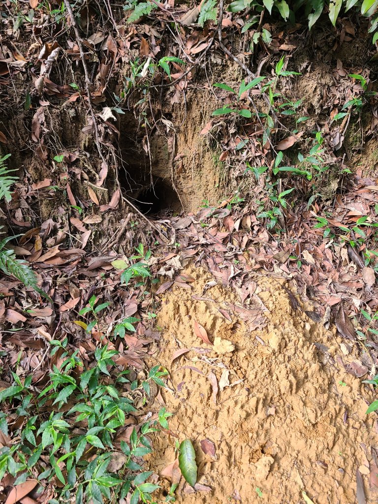 挑炭古道(三通嶺古道)+慈濟山步道_2780422