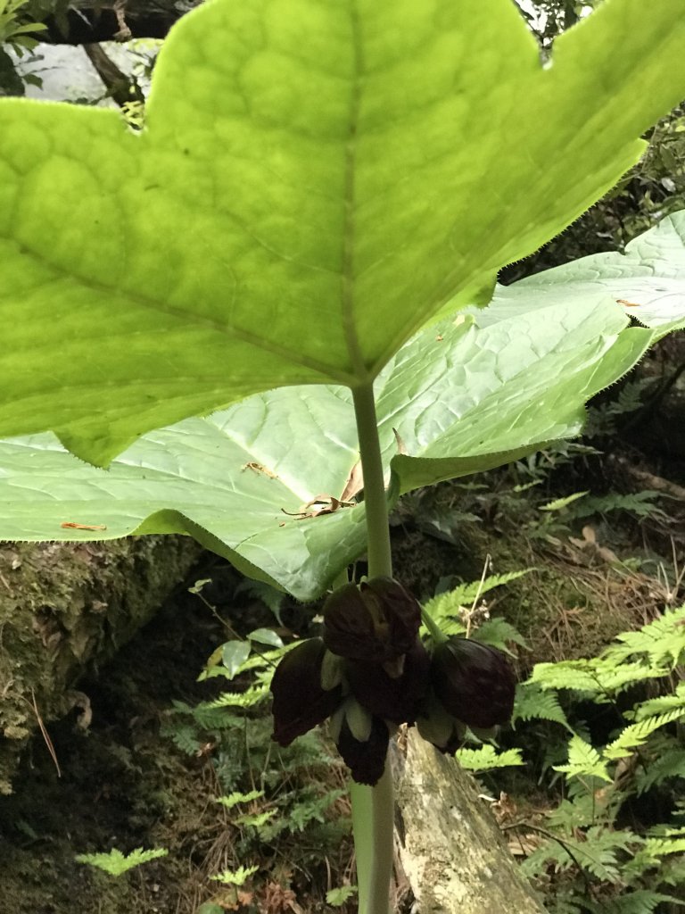 來挑戰吧~油霞麥縱走_1362586