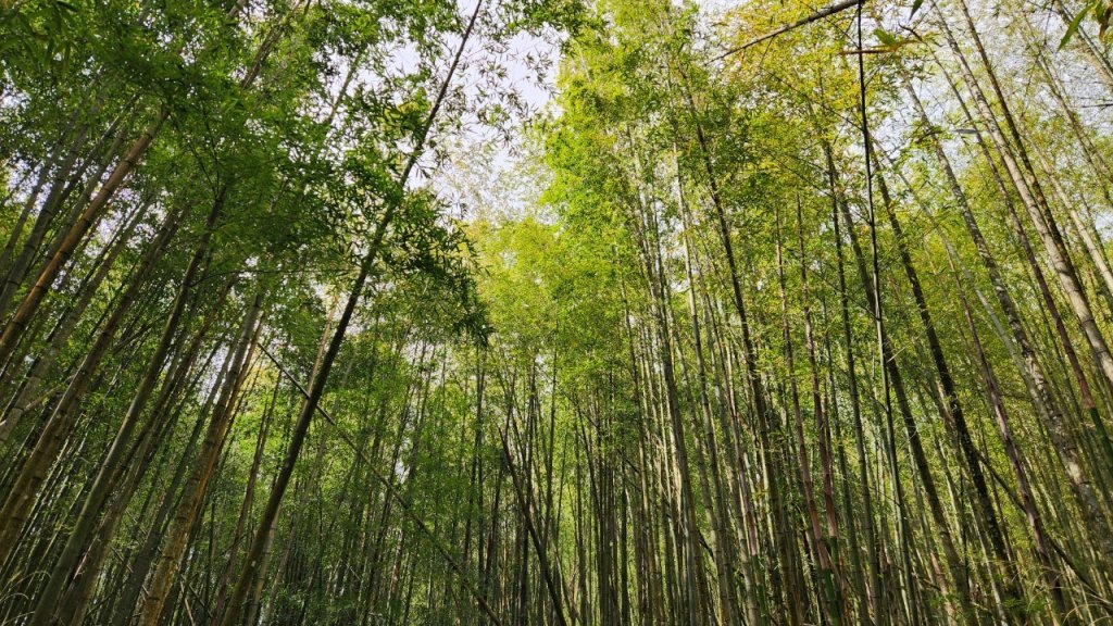 【中級山縱走】最美中級山，鳶嘴西稜縱走（鳶嘴山，醜崠山，長壽山）_2741400