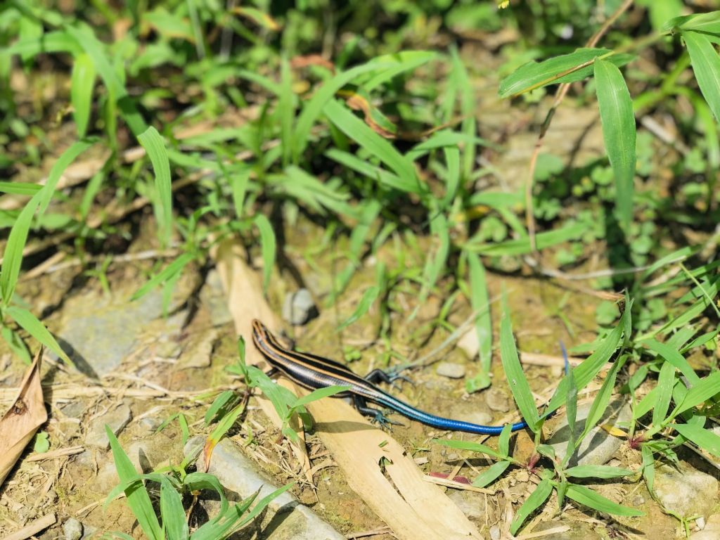 聖母山莊+三角崙山_352106