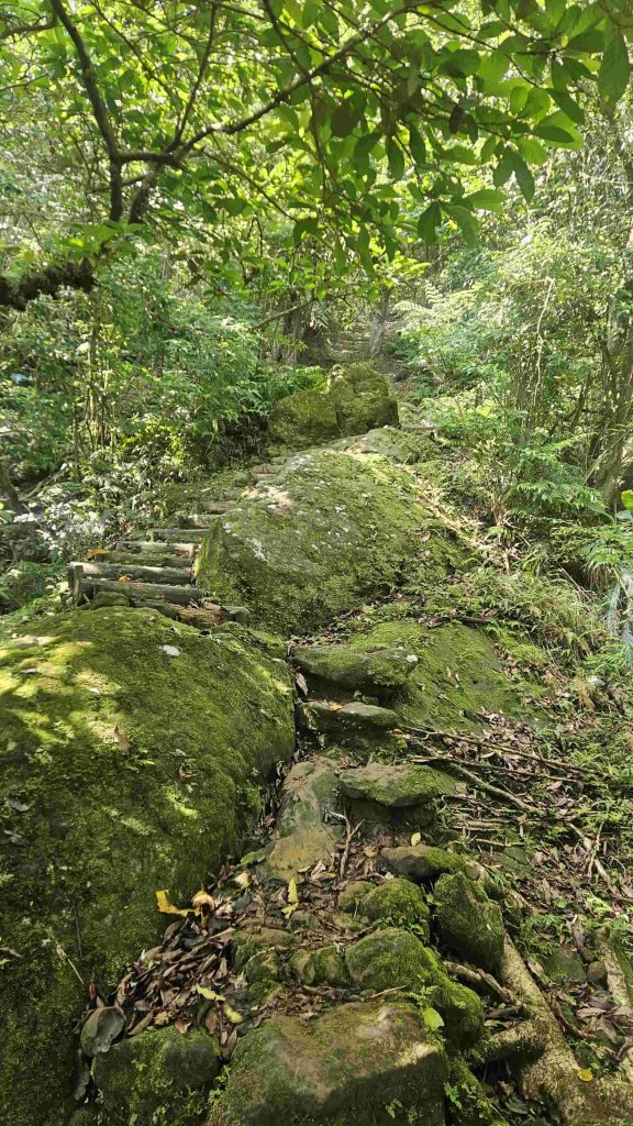 20250523千階嶺步道-平湖東西步道-乾坑古道封面圖