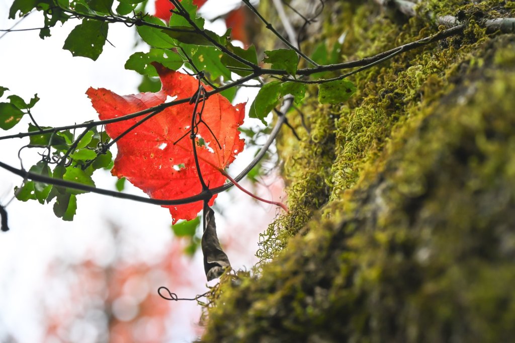 鳶嘴稍來步道賞楓季 ，大雪山門票優惠到12/31！_2969528