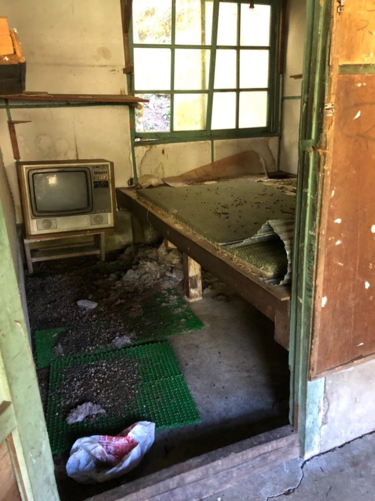 雪山西稜+大安溪神木_553279