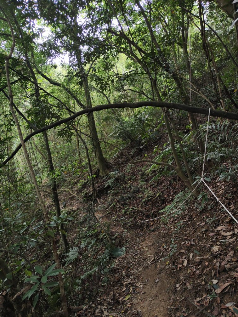 2024.04.14 倒別牛登中坑山飛鳳山O型_2922878