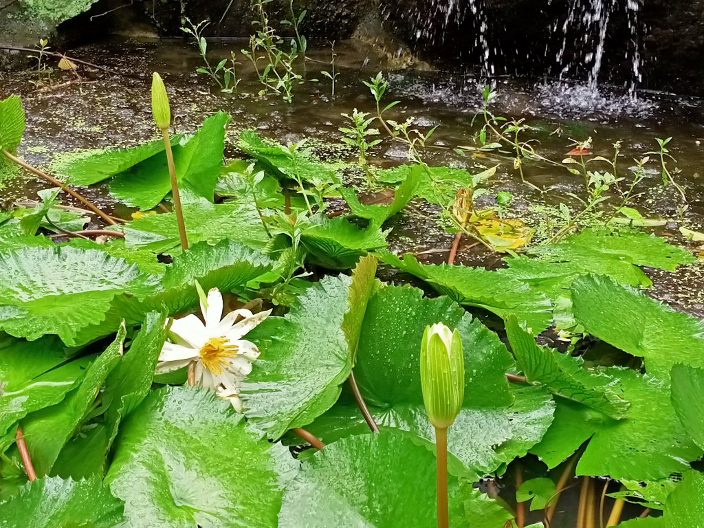 山清水麗的陽明山國家公園 (天母→猴洞→半嶺→湖山→陽峰古道→大屯瀑布→青春嶺→猴崁→竹子湖黑森林)_1835179