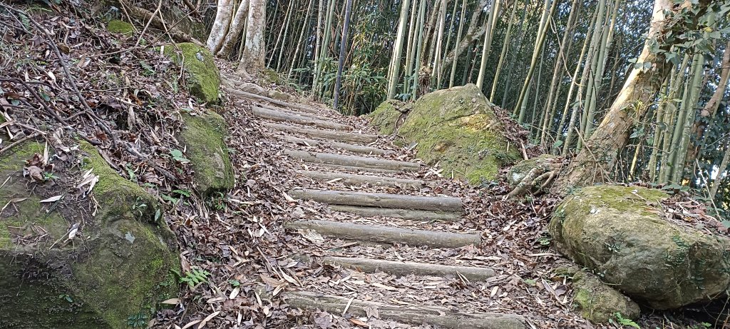 20240224_馬那邦山、細道邦山步道_2436107