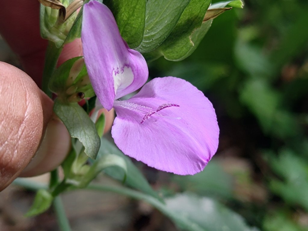 雙流森林遊樂區婆豬古山連走雙流瀑布帽子山_2652704