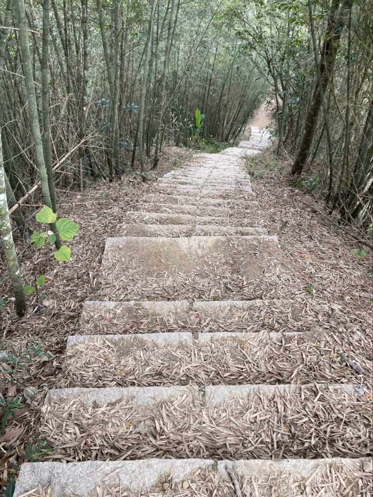 2024-3-9 樟腦寮車站上獨立山-大籠頂-下太平-走太紅公路-阿拔泉回_2449908