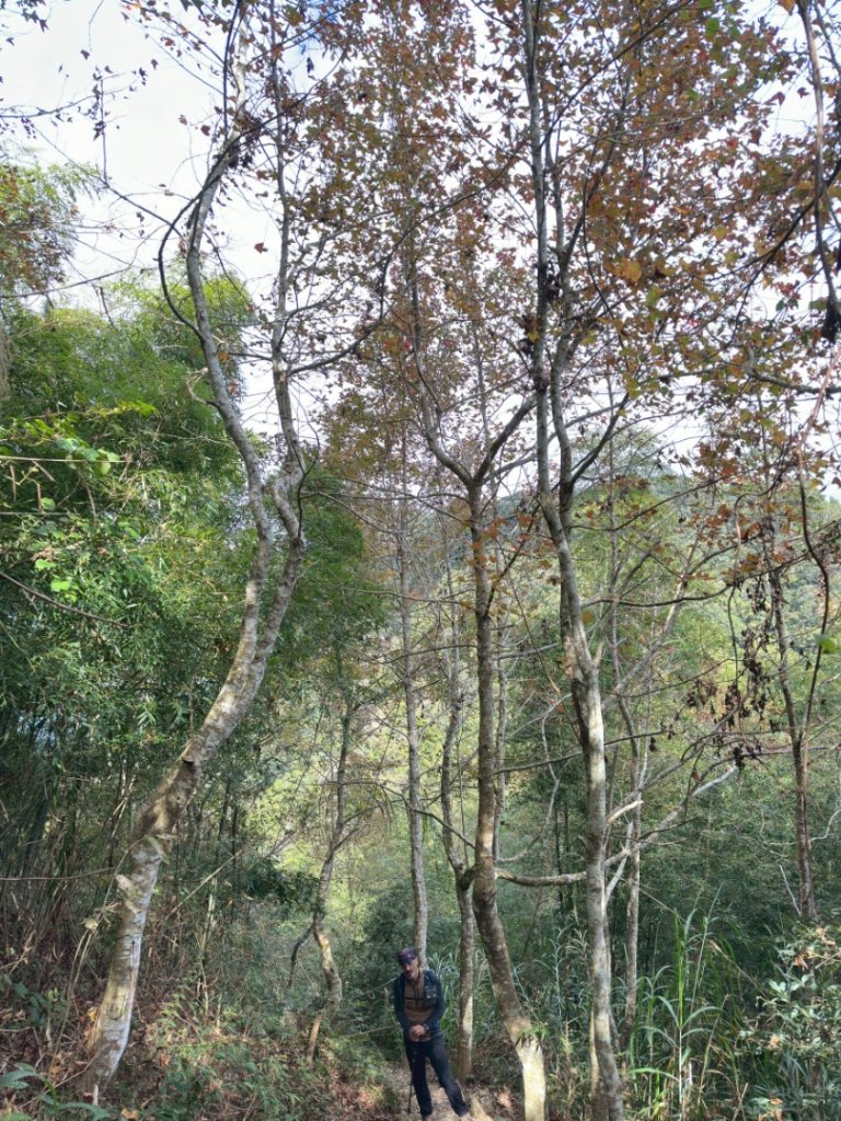 20251218溪頭鳳凰山台寅山上天文台至妖怪村買菜O繞_2965738