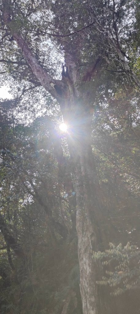 拉拉山國家森林遊樂區_2752207