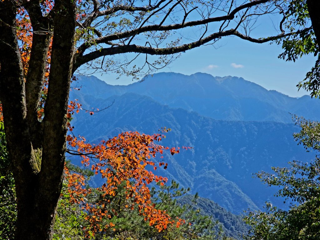 大雪山森林遊樂區賞楓_2966056