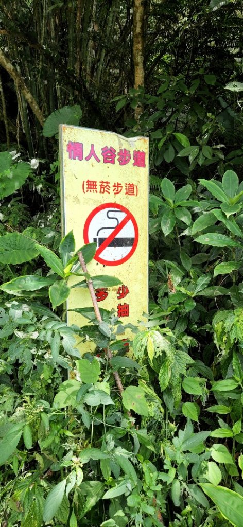 新竹馬胎古道，南坪古道，高峰植物園，青草湖，苗栗虎山，老崎坪頂山，老崎古道，梅后蔓瀑布_1815030