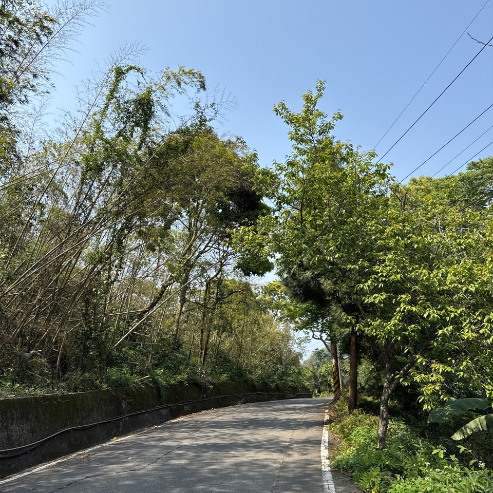 20250308古坑後棟山涼亭、挑筍古道_2730493