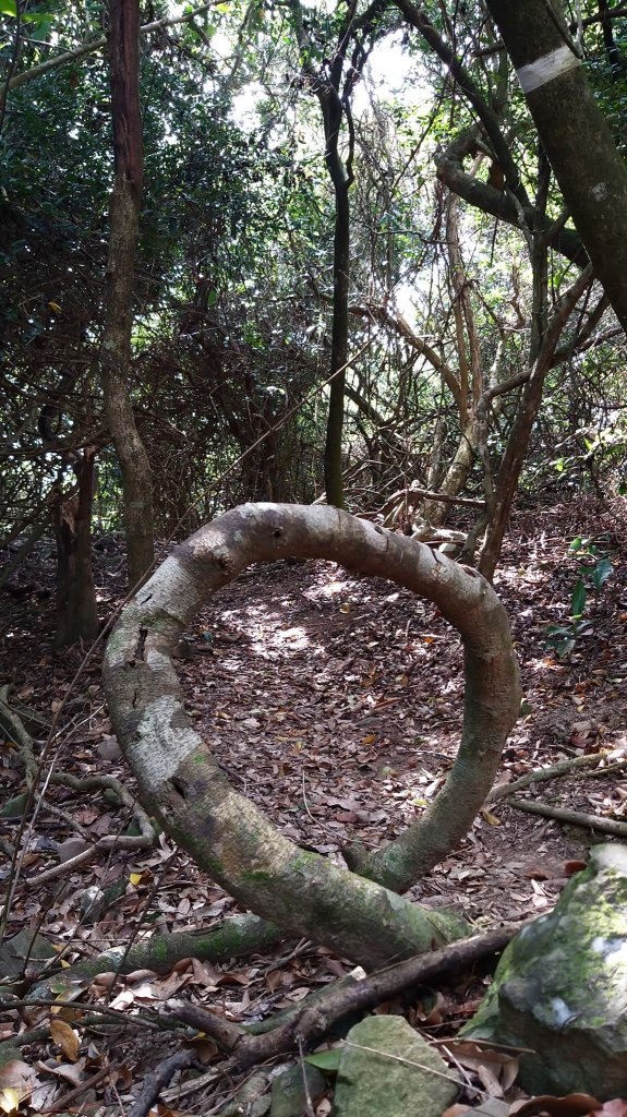 230210-台灣最南小百岳#081 大山母山。美美兔說:墾丁熱的不像冬天。_2040054