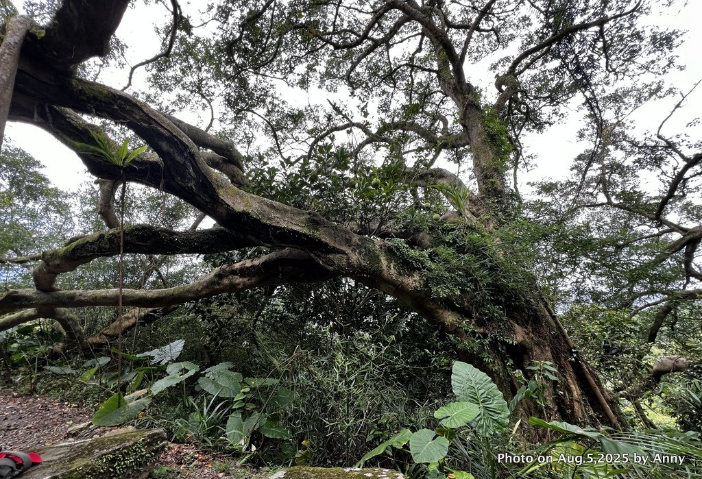 連走微笑山線第一段＋第二段（大棟山系）封面圖