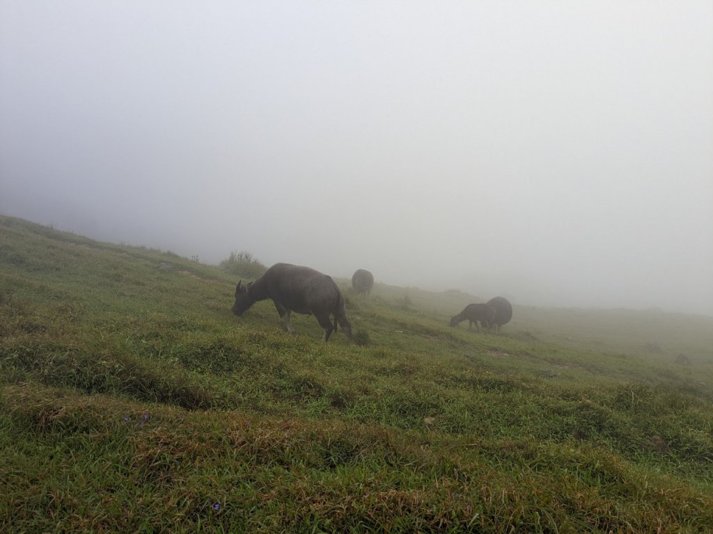 桃源谷，草嶺古道縱走_1902810
