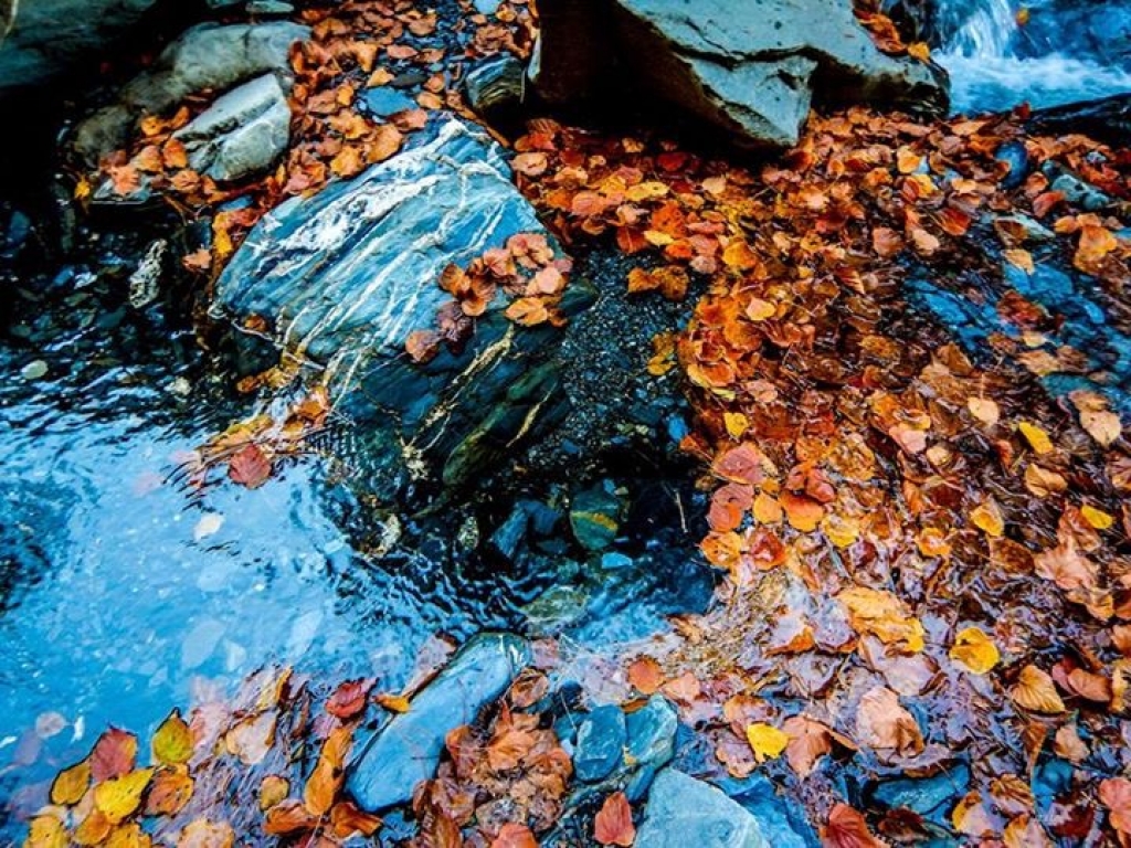 秋末登屏風山賞滿地紅槭_23767