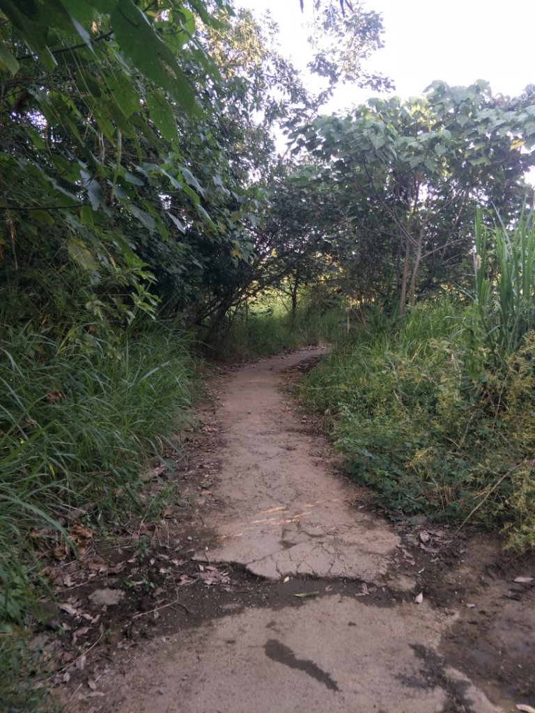 鳳凰山步道_1518254