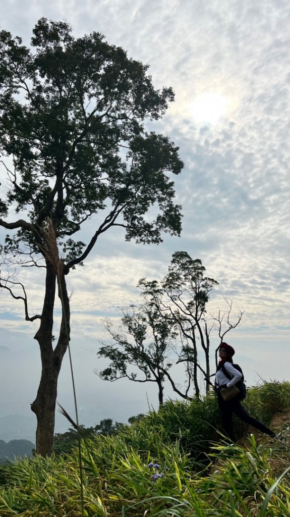 小百岳關刀山889m+銅鑼杭菊_1924095