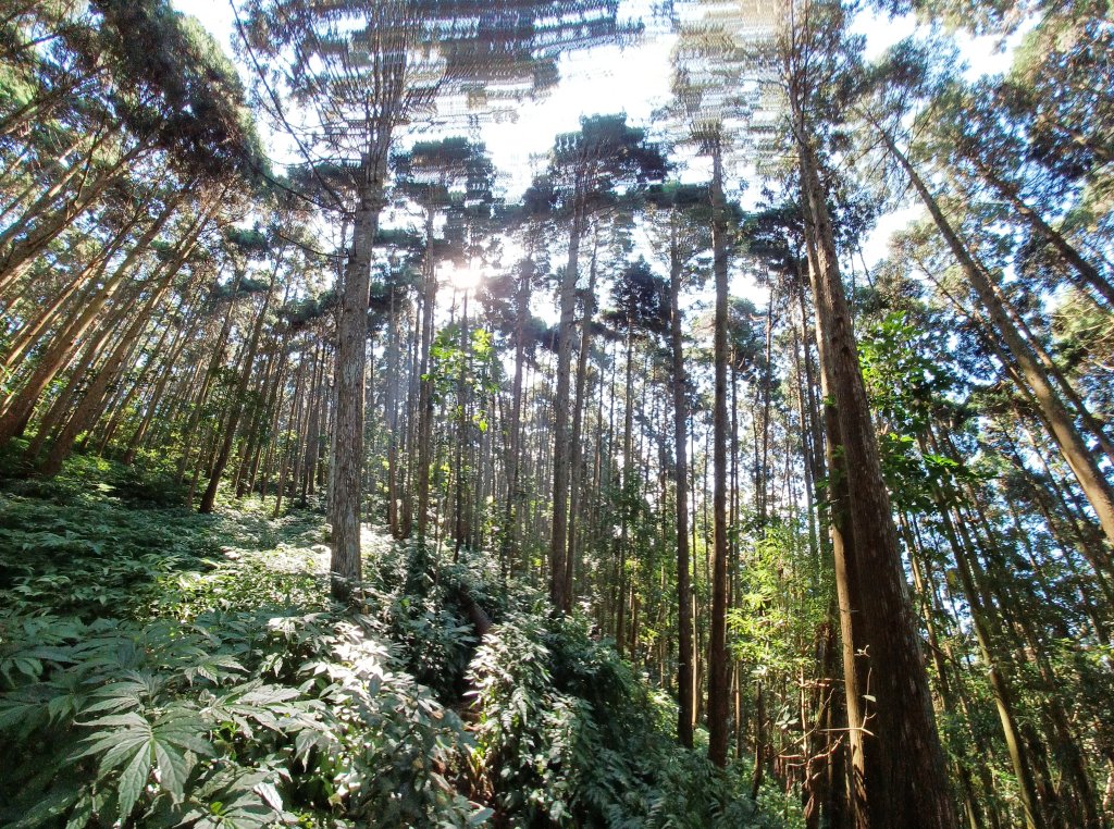 【苗栗南庄】向天湖山光天高山小O繞封面圖