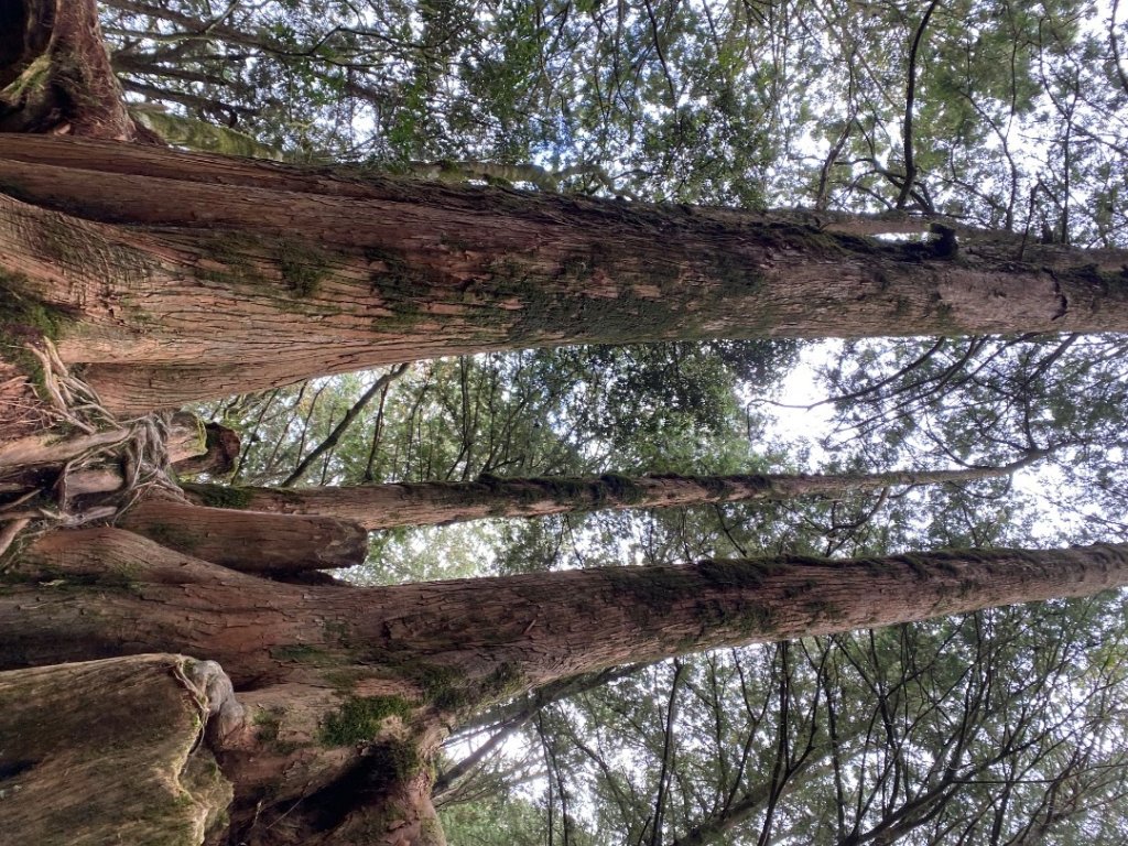 1131215大塔山步道封面圖