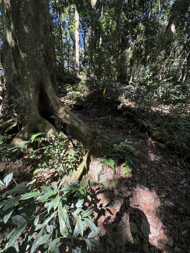 20251116鳴海山、網子山登山步道_2938357
