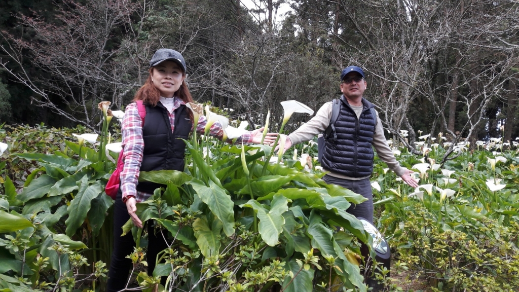 阿里山國家公園_96463