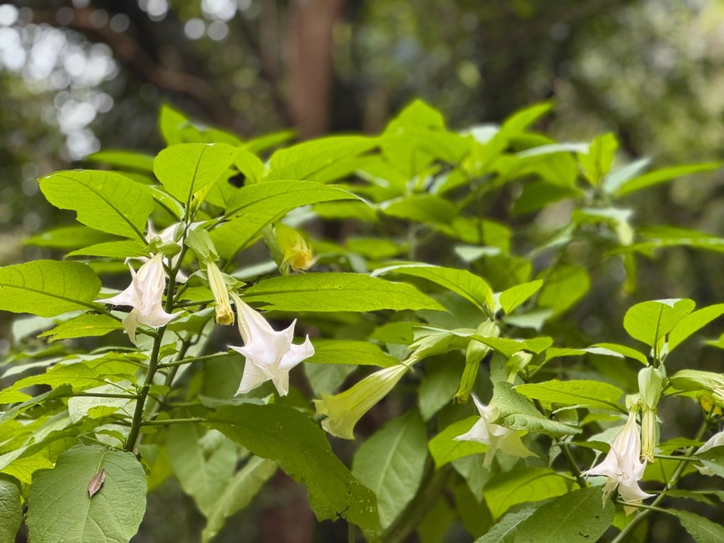 炮子崙瀑布_2769597