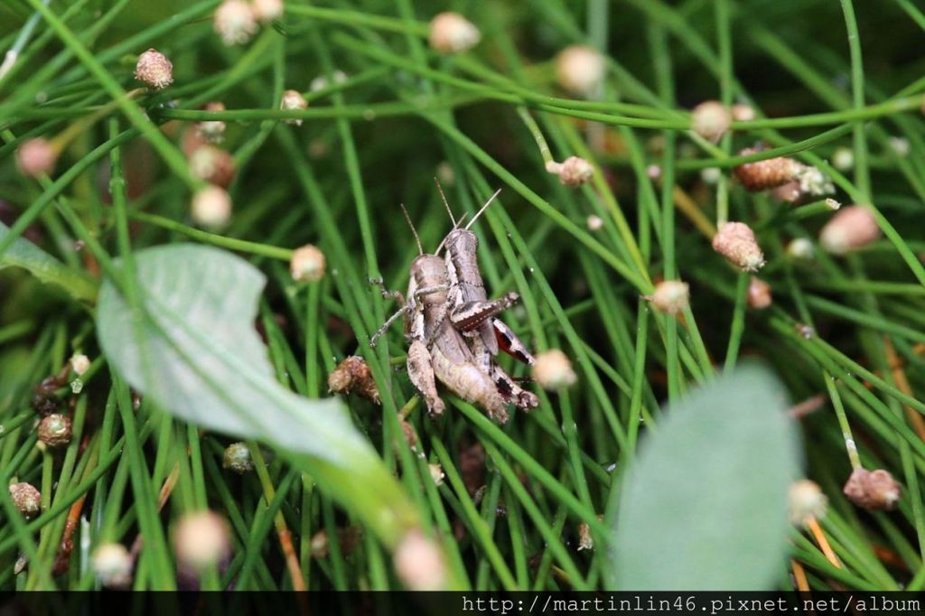 高雄鳥松濕地生態紀錄_177024