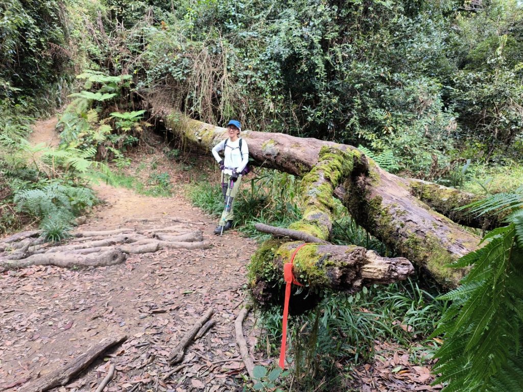 20221120 雲霧步道上鵝公髻山_1920213