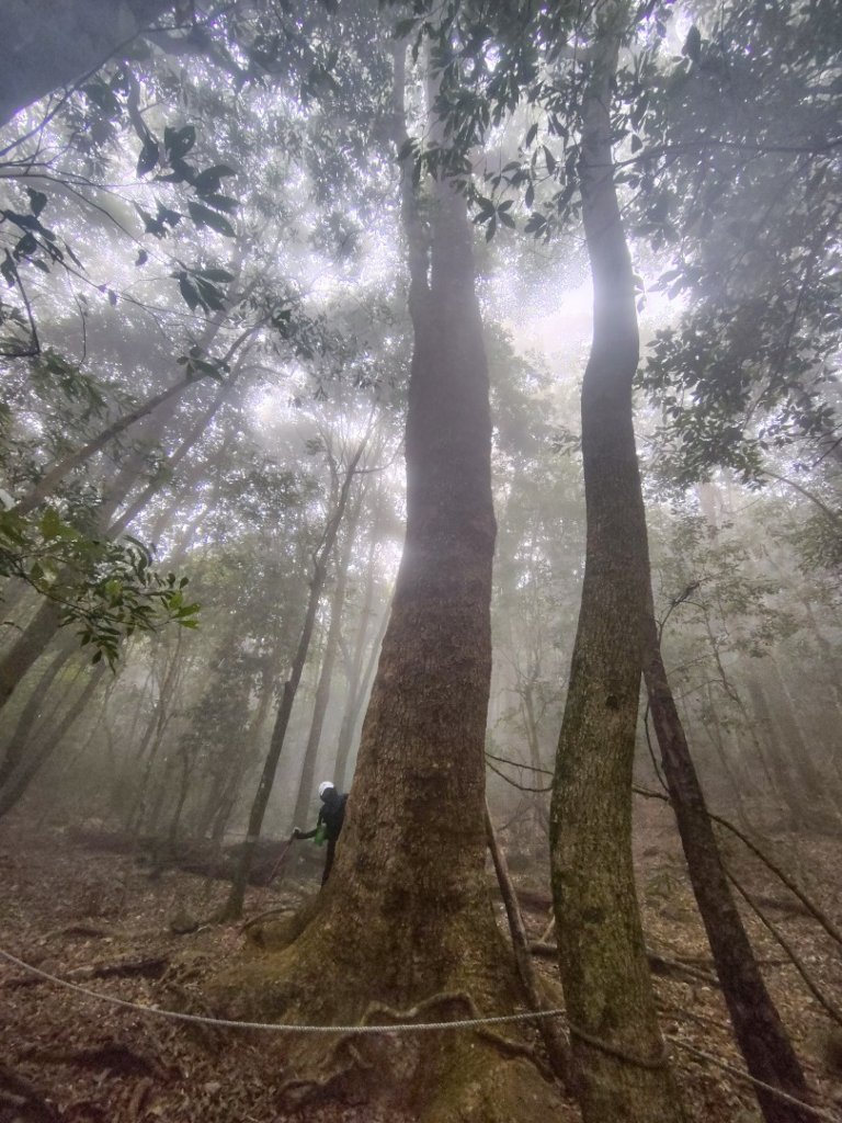 屋我尾山_2931480