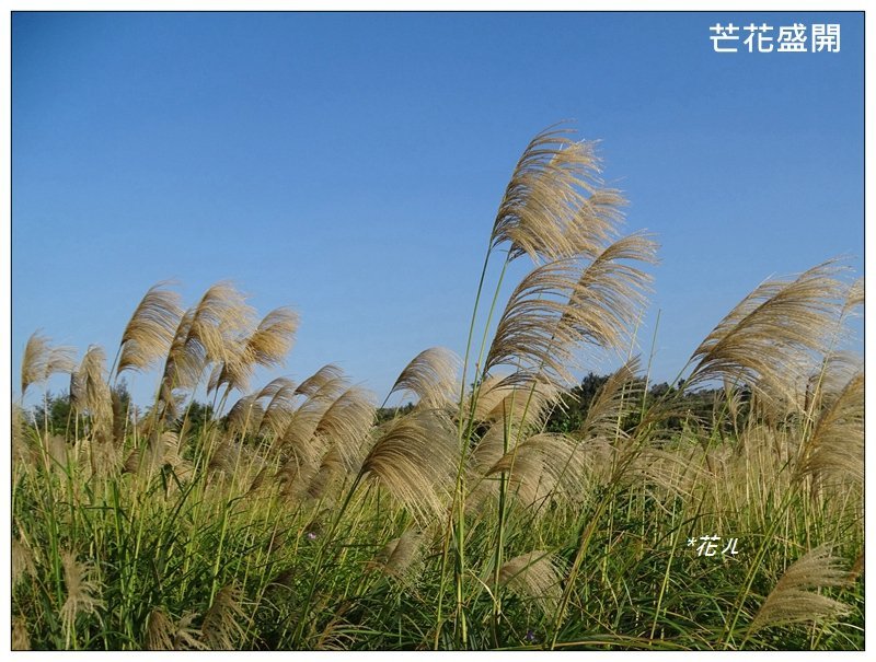三媽縱走 ( 半天寮山、好望角、白沙屯山 連走 )_2973292
