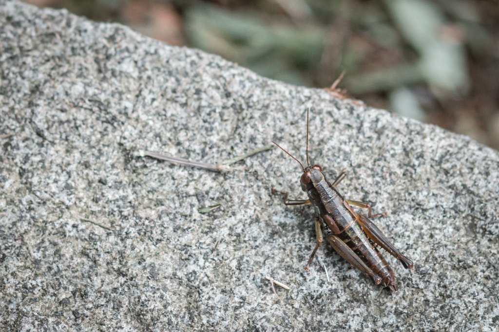 菅芒浪白｜五分山_2356478