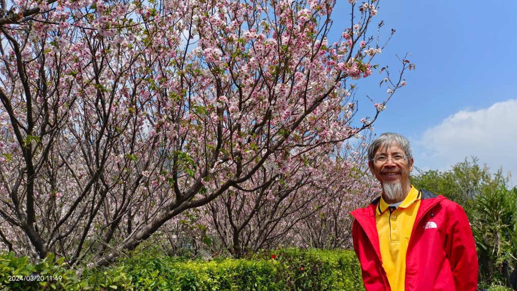 陽明山上墨染櫻大爆發_2457650